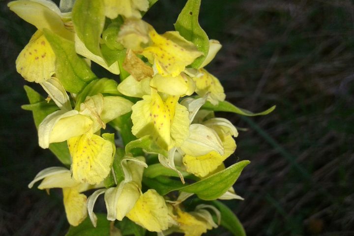 Orchidée sur le puy de Chomontel