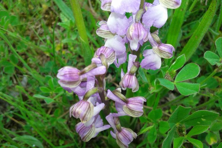 Orchidée sur le puy de Chomontel