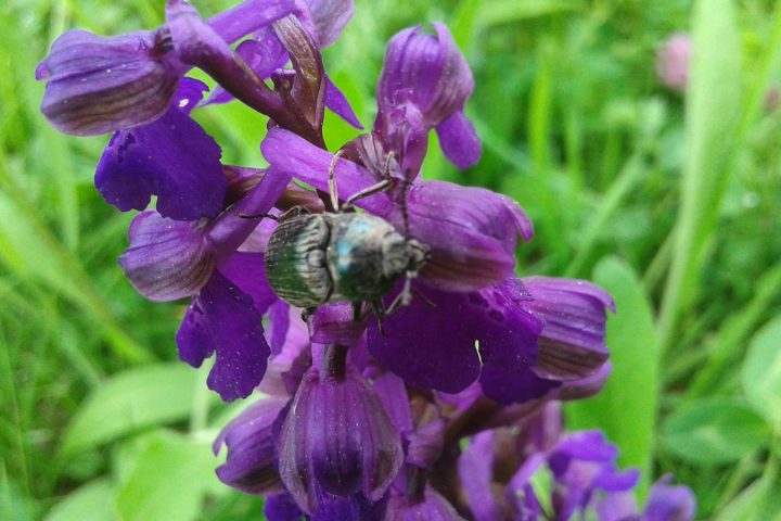 Orchidée sur le puy de Chomontel