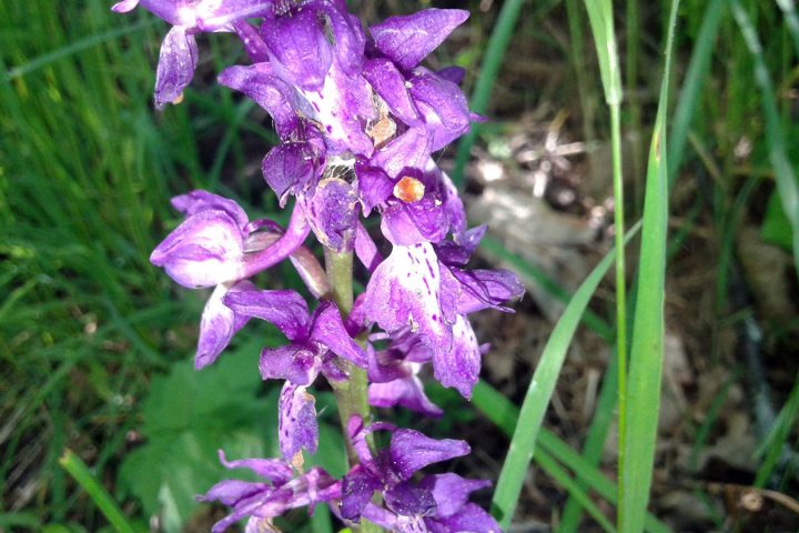 Orchidée sur le puy de Chomontel