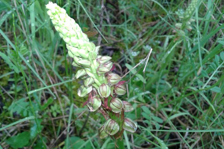 Orchidée sur le puy de Chomontel