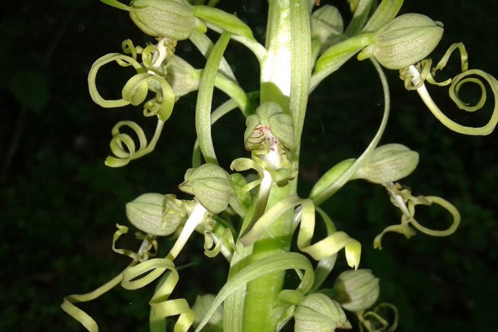 Orchidée sur le puy de Chomontel