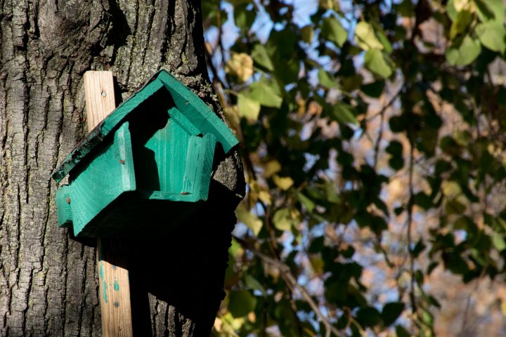 Un nichoir installé par la Ligue de Protection des Oiseaux