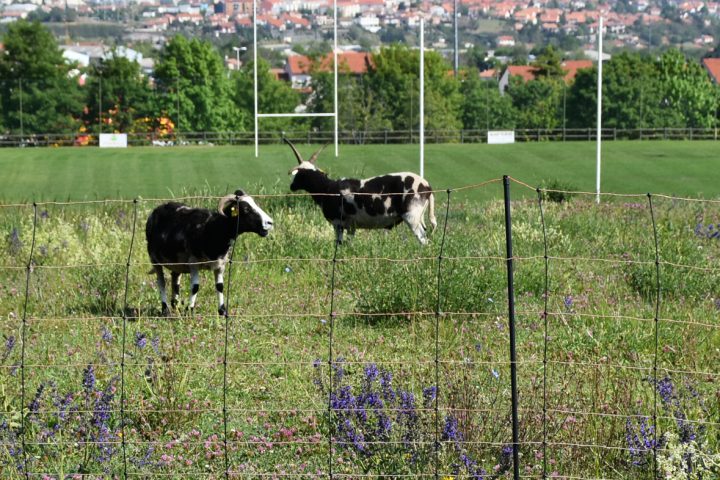 L'ecopâturage permet l'entretien des talus autour du stade par des moutons