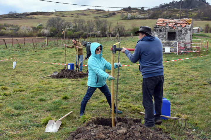 La plantation du verger de Chomontel