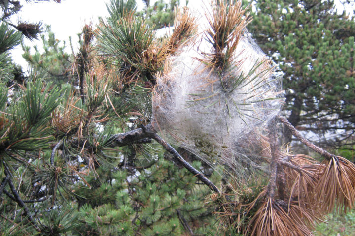 Nid de chenilles processionnaires du pin