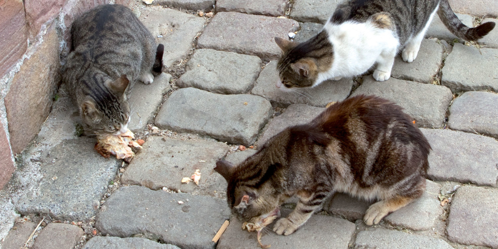 Campagne de stérilisation des chats libres