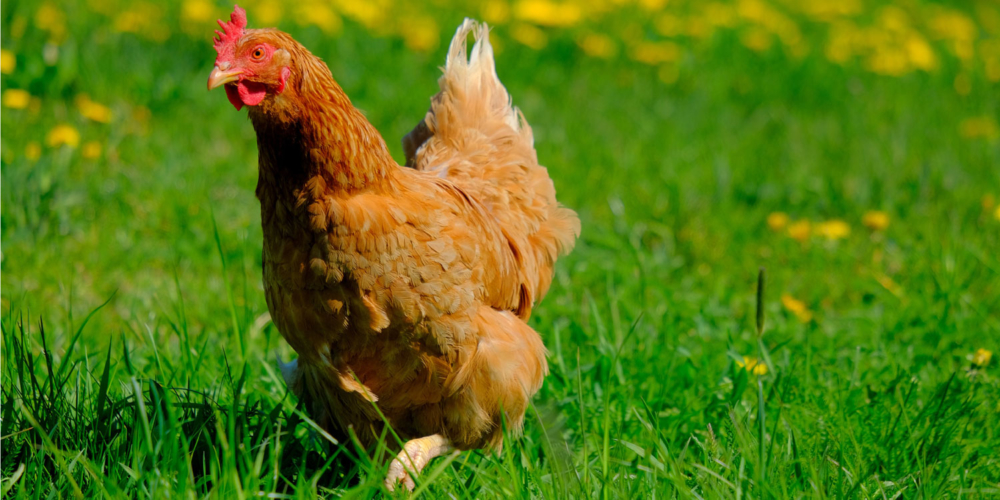 Lutte contre l’influenza aviaire
