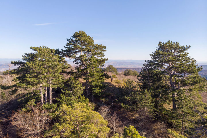 ENS-puy-giroux-arbres