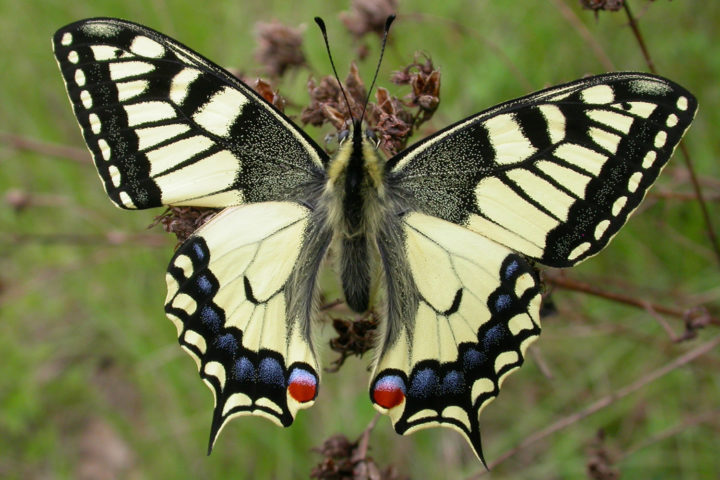 ENS-puy-giroux-papillon