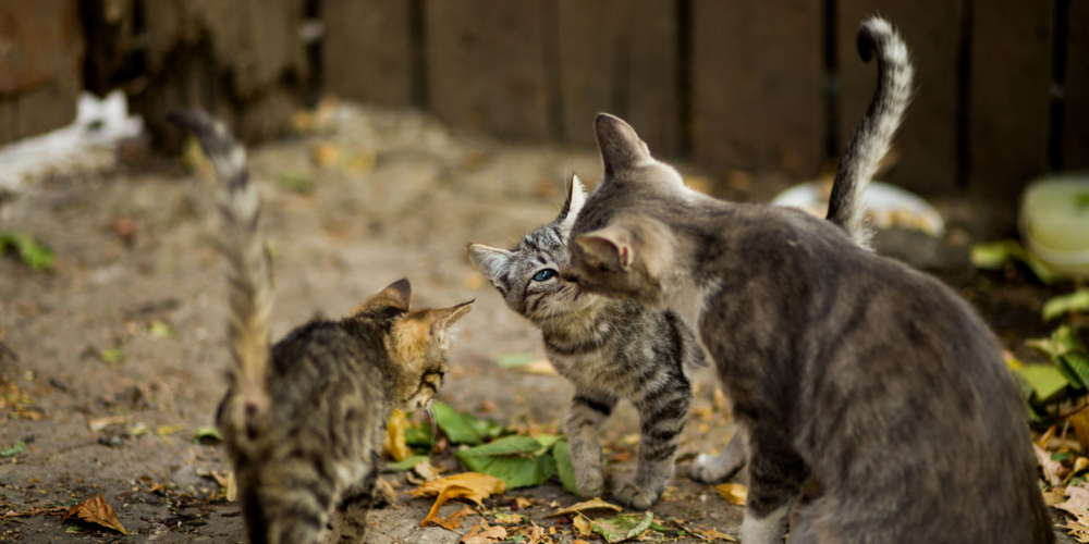 Stérilisation de chats errants